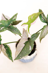 Syngonium "Pink Splash"